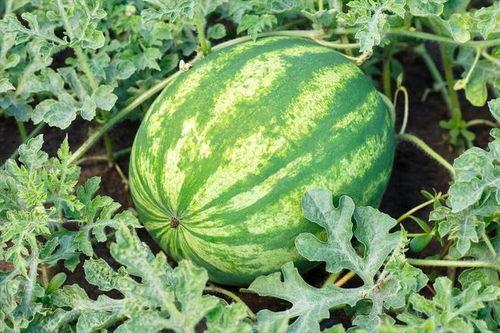 91西瓜,探索科技与生活的完美融合